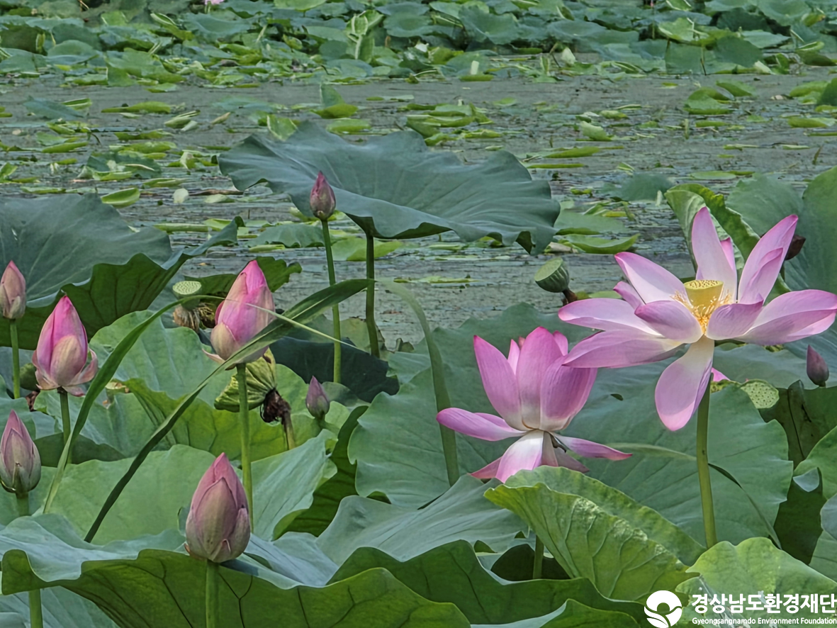 [악양습지/질날늪/평기늪] 습지 생태계 변화 조사-2025. 08.