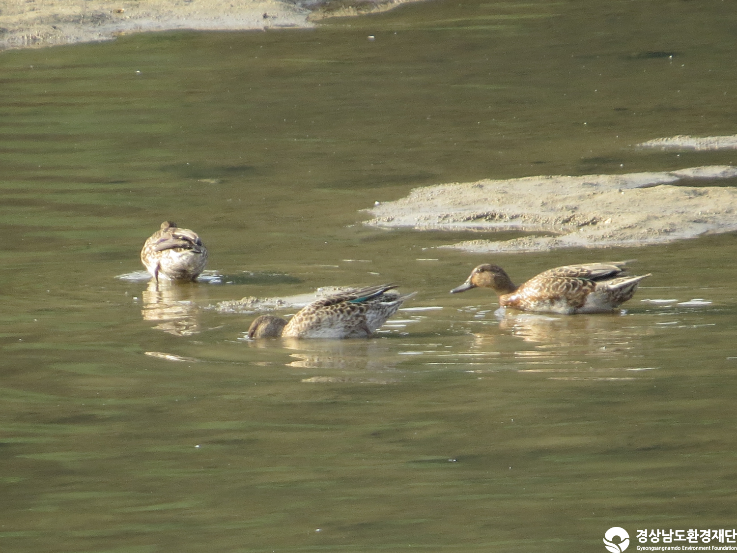 [봉암갯벌] 습지 생태계 변화 조사-2025. 10.