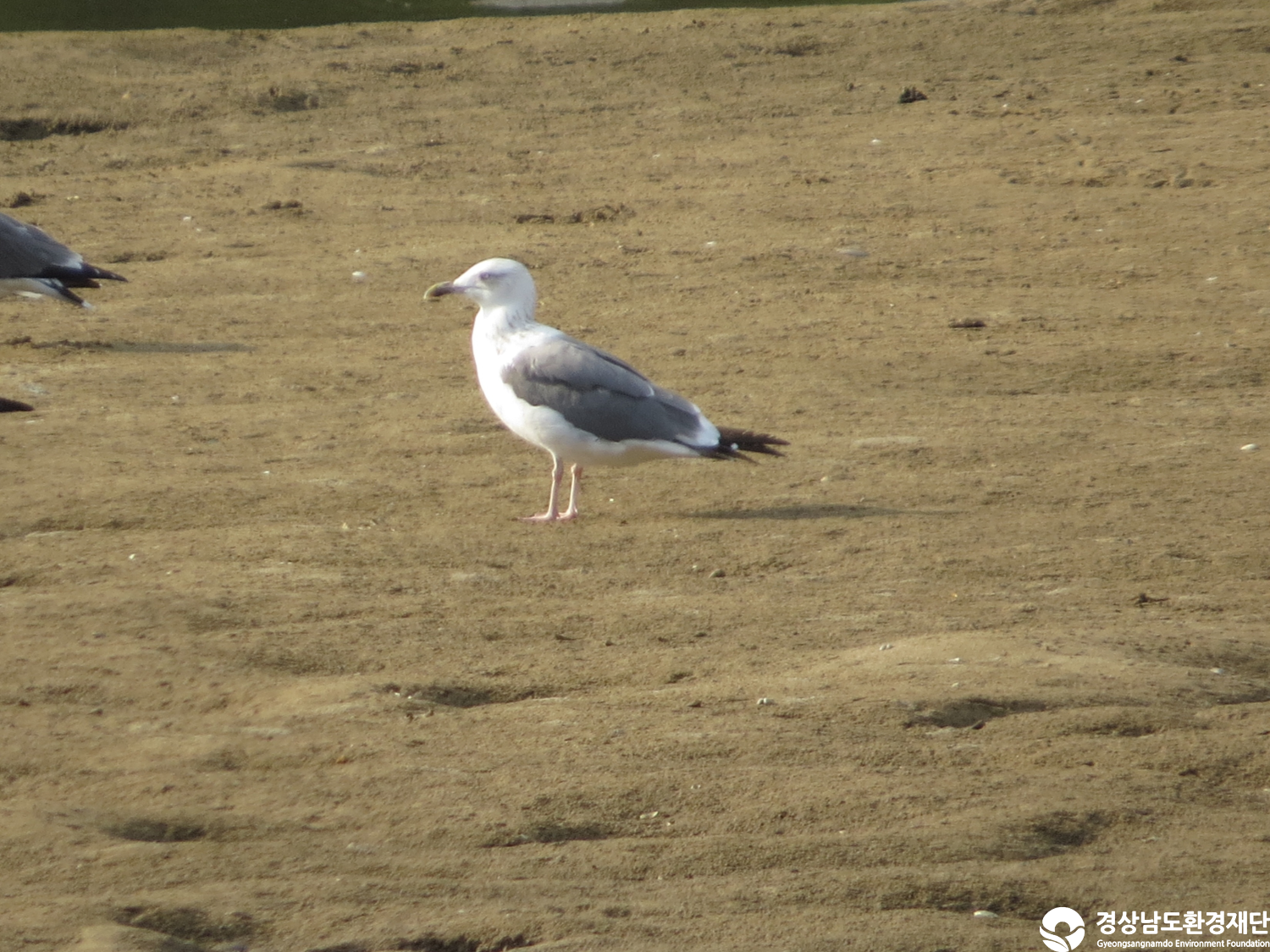 [봉암갯벌] 습지 생태계 변화 조사-2025. 10.