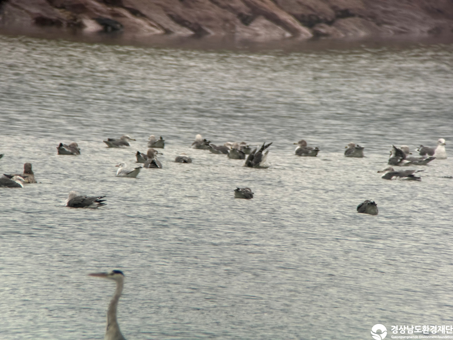 [진동만/창포만] 습지 생태계 변화 조사-2025. 10.