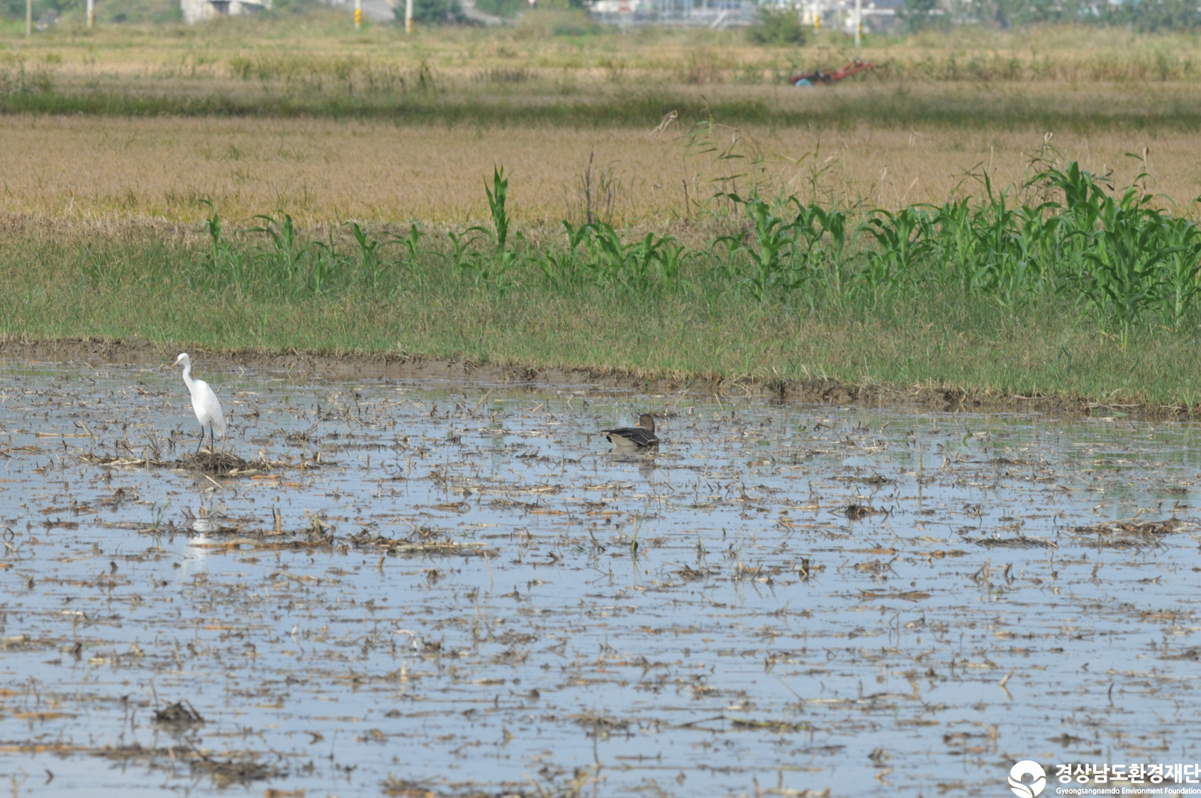 [섬진강하구] 습지 생태계 변화 조사-2025. 10.