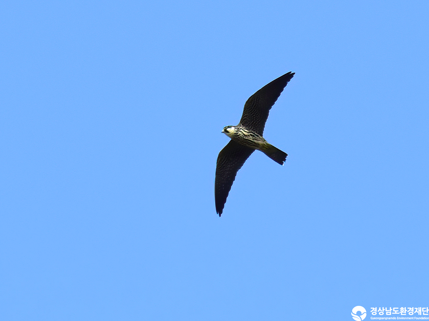 [정양늪] 습지 생태계 변화 조사-2025. 10.