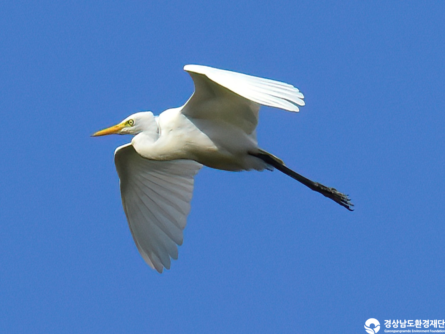 [정양늪] 습지 생태계 변화 조사-2025. 10.