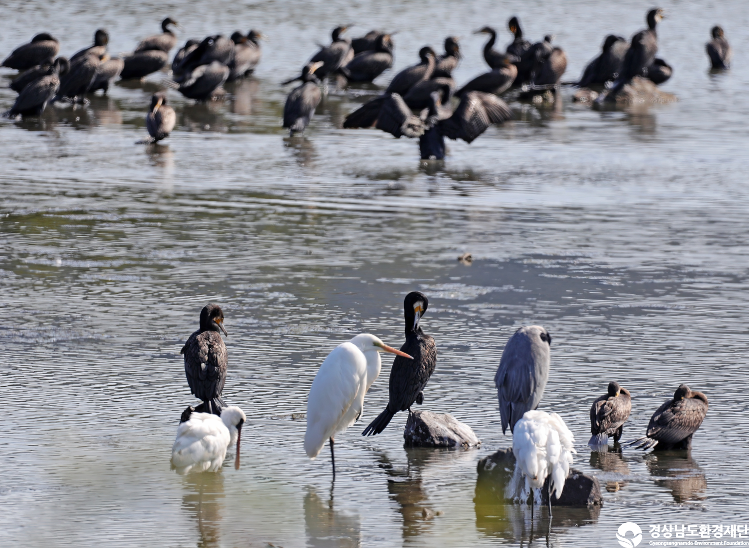 [남해강진만] 습지 생태계 변화 조사-2025. 10.
