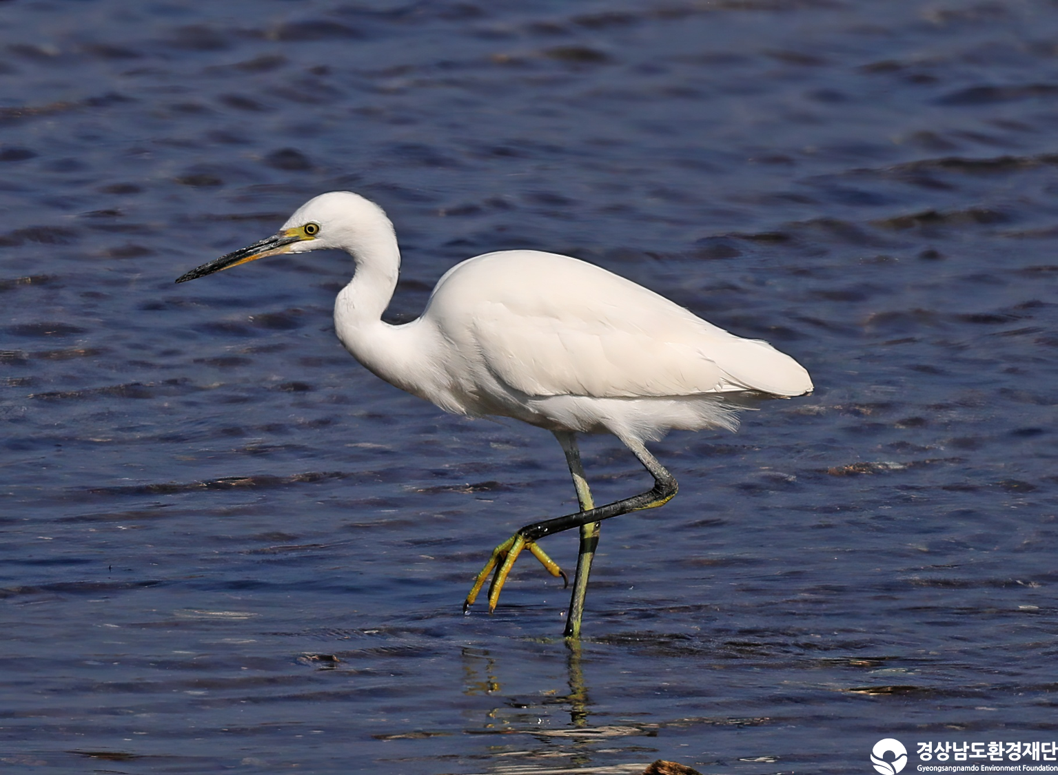 [남해강진만] 습지 생태계 변화 조사-2025. 10.