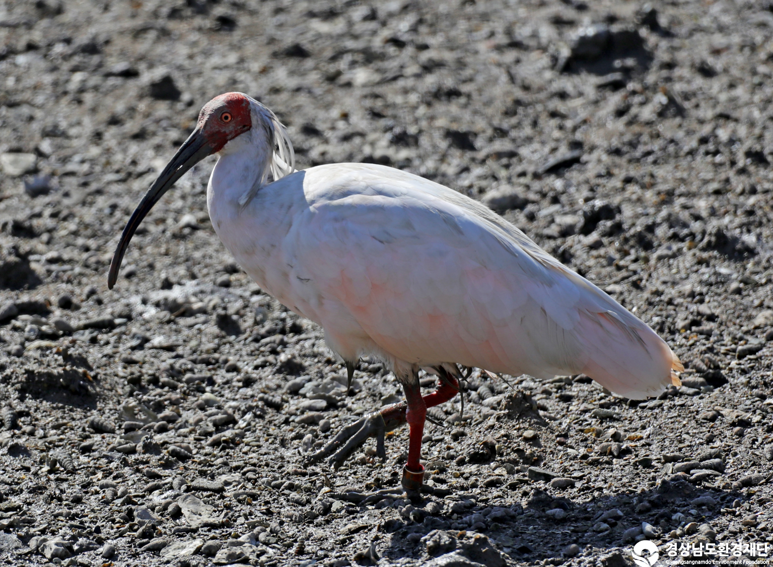 [남해강진만] 습지 생태계 변화 조사-2025. 10.