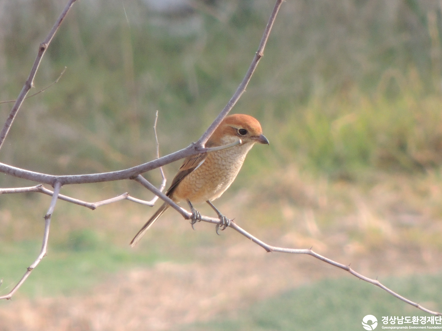 [주남저수지] 습지 생태계 변화 조사-2025. 12.