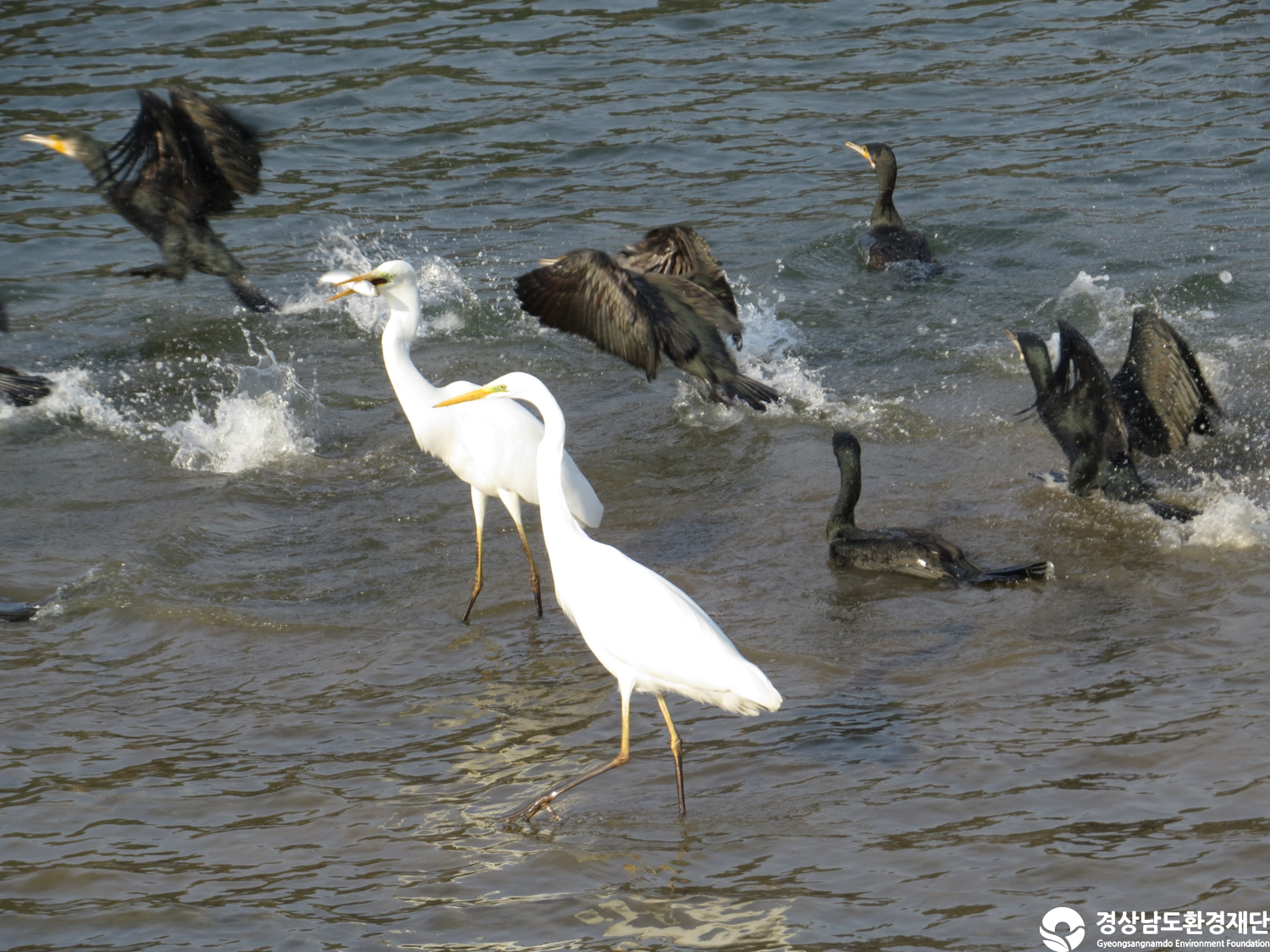 [봉암갯벌] 습지 생태계 변화 조사-2025. 12.