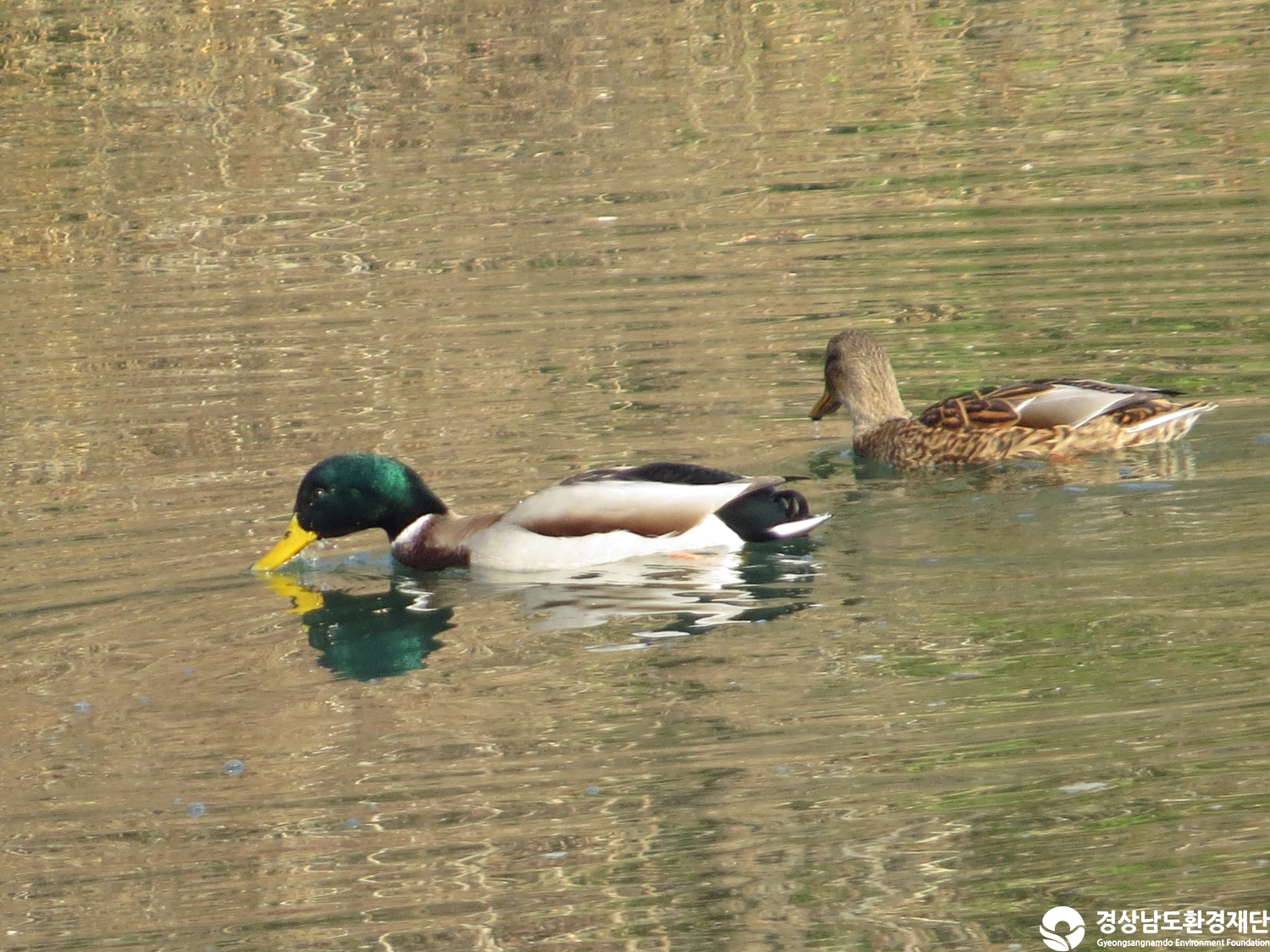 [봉암갯벌] 습지 생태계 변화 조사-2025. 12.