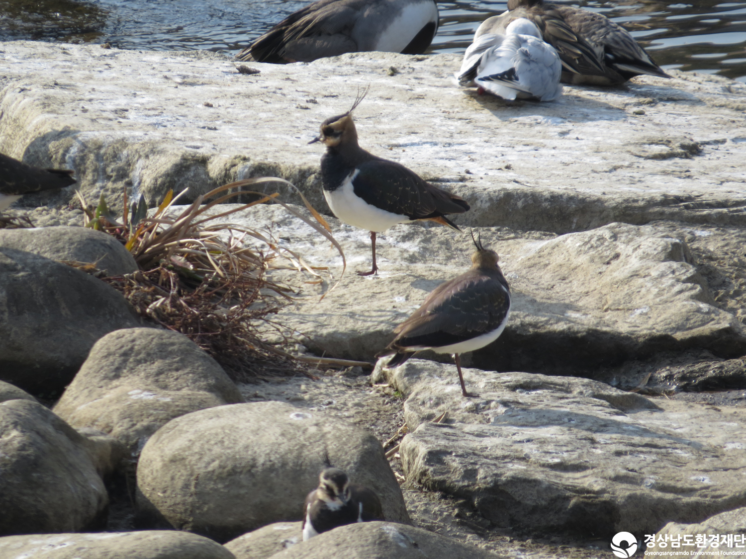 [봉암갯벌] 습지 생태계 변화 조사-2025. 12.