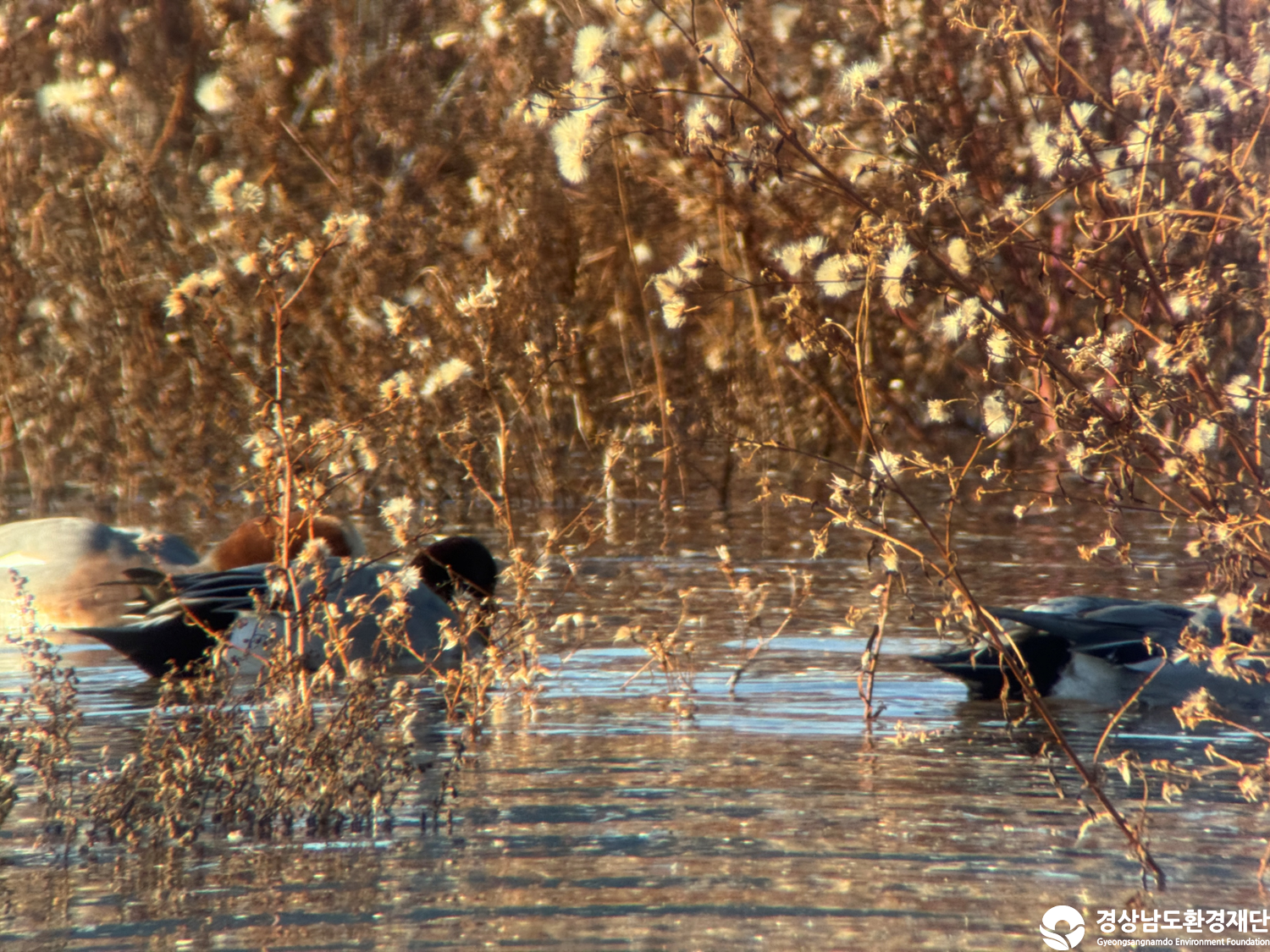 [진동만/창포만] 습지 생태계 변화 조사-2025. 12.