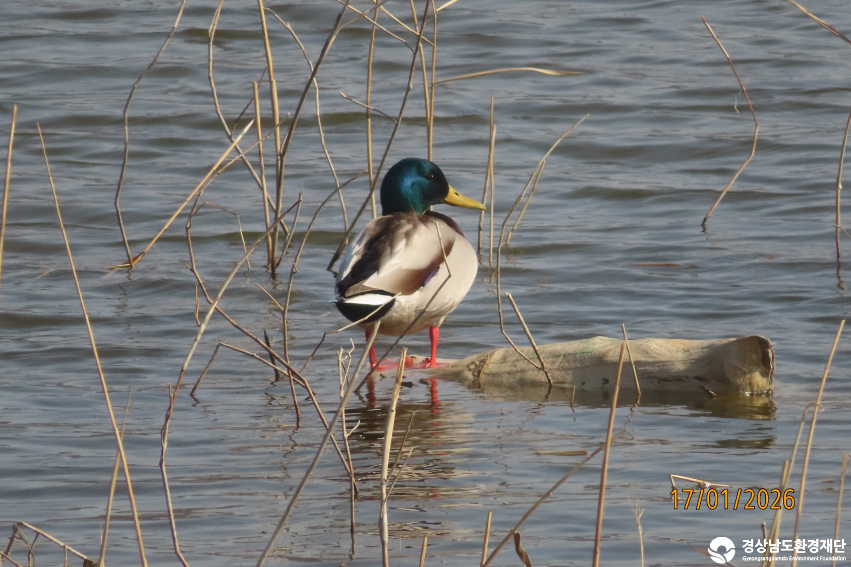 [섬진강하구] 습지 생태계 변화 조사-2026. 1.