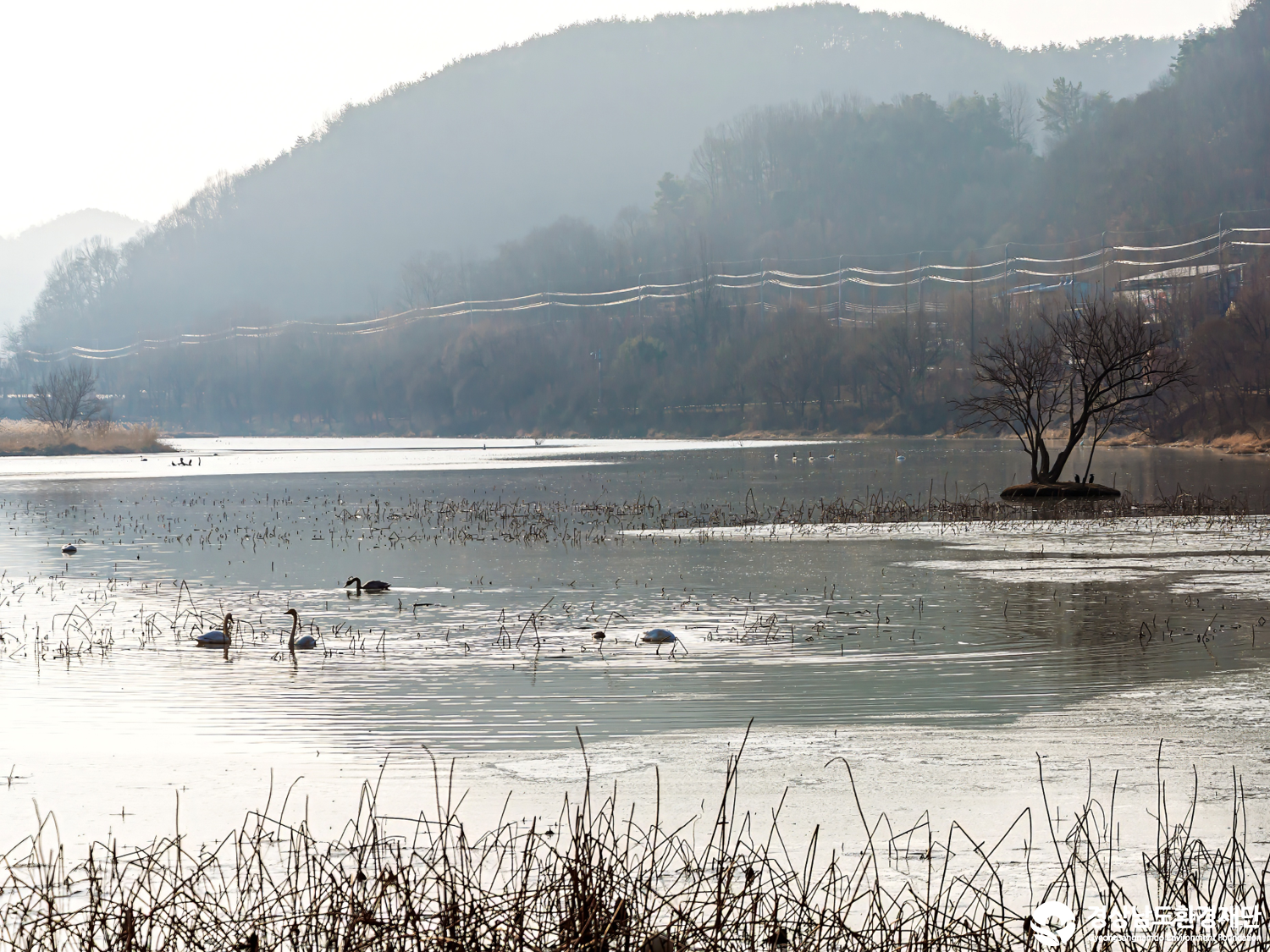 [정양늪] 습지 생태계 변화 조사-2026. 1.
