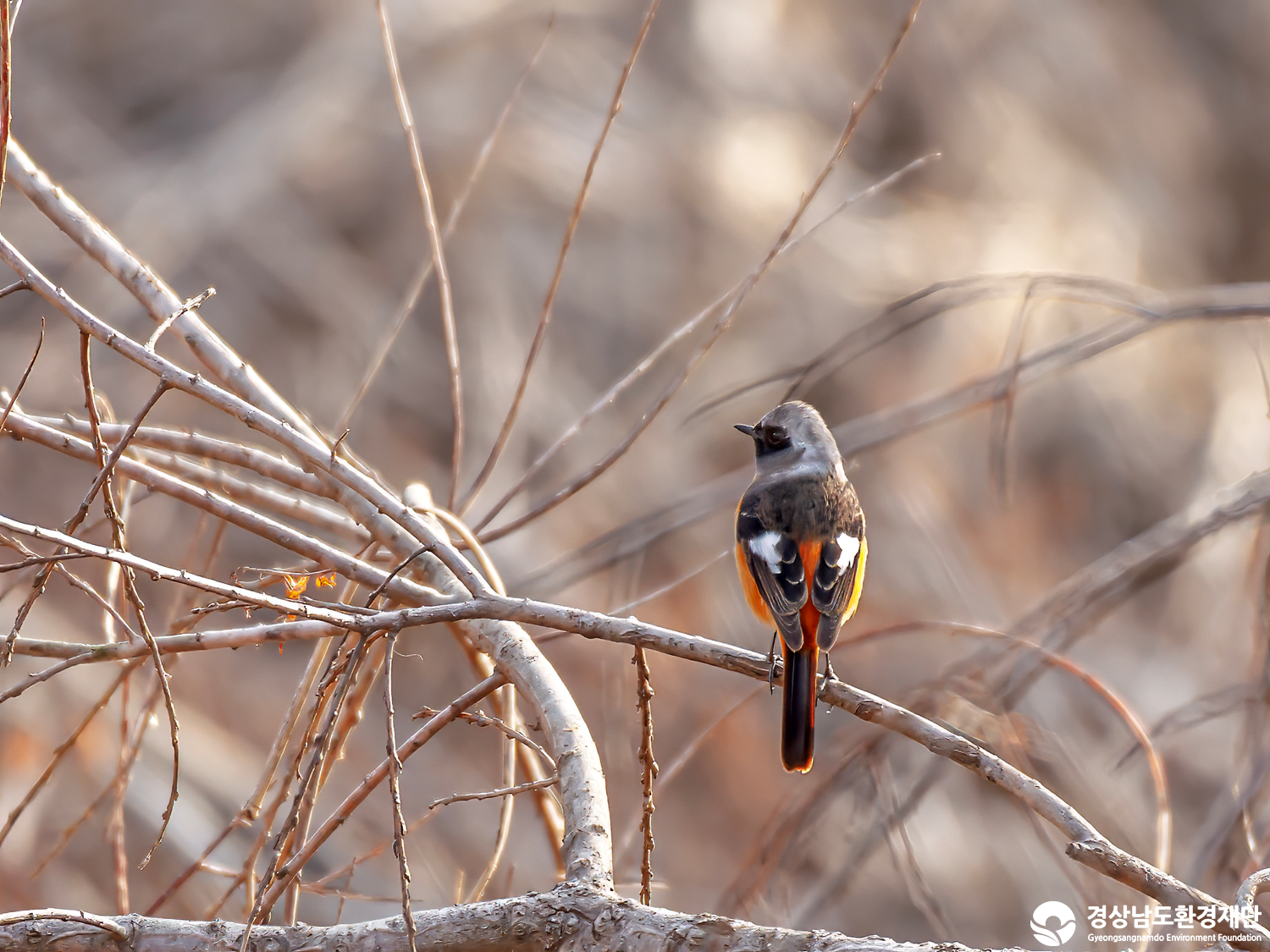[정양늪] 습지 생태계 변화 조사-2026. 1.