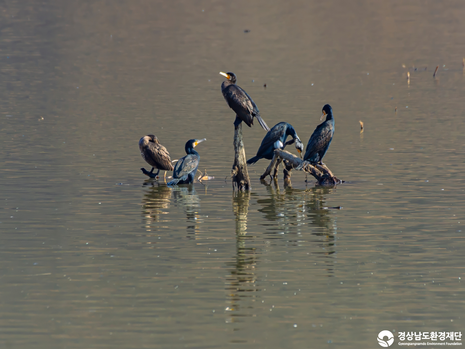 [정양늪] 습지 생태계 변화 조사-2026. 1.