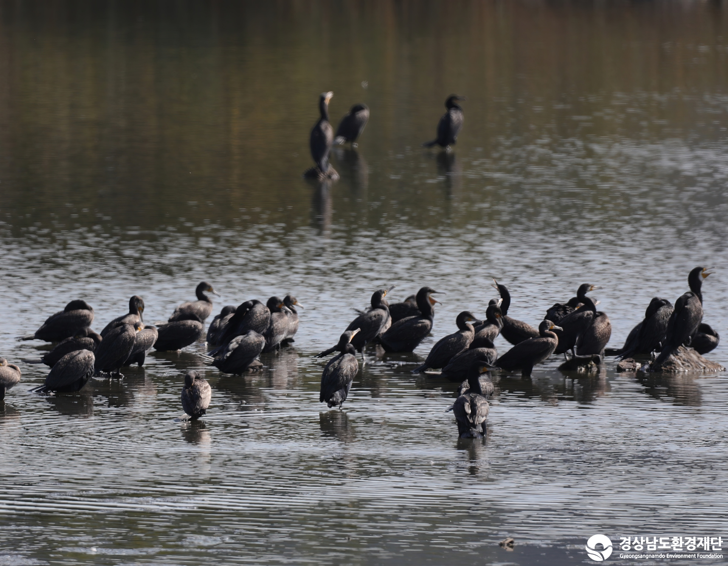 [남해강진만] 습지 생태계 변화 조사-2026. 1.