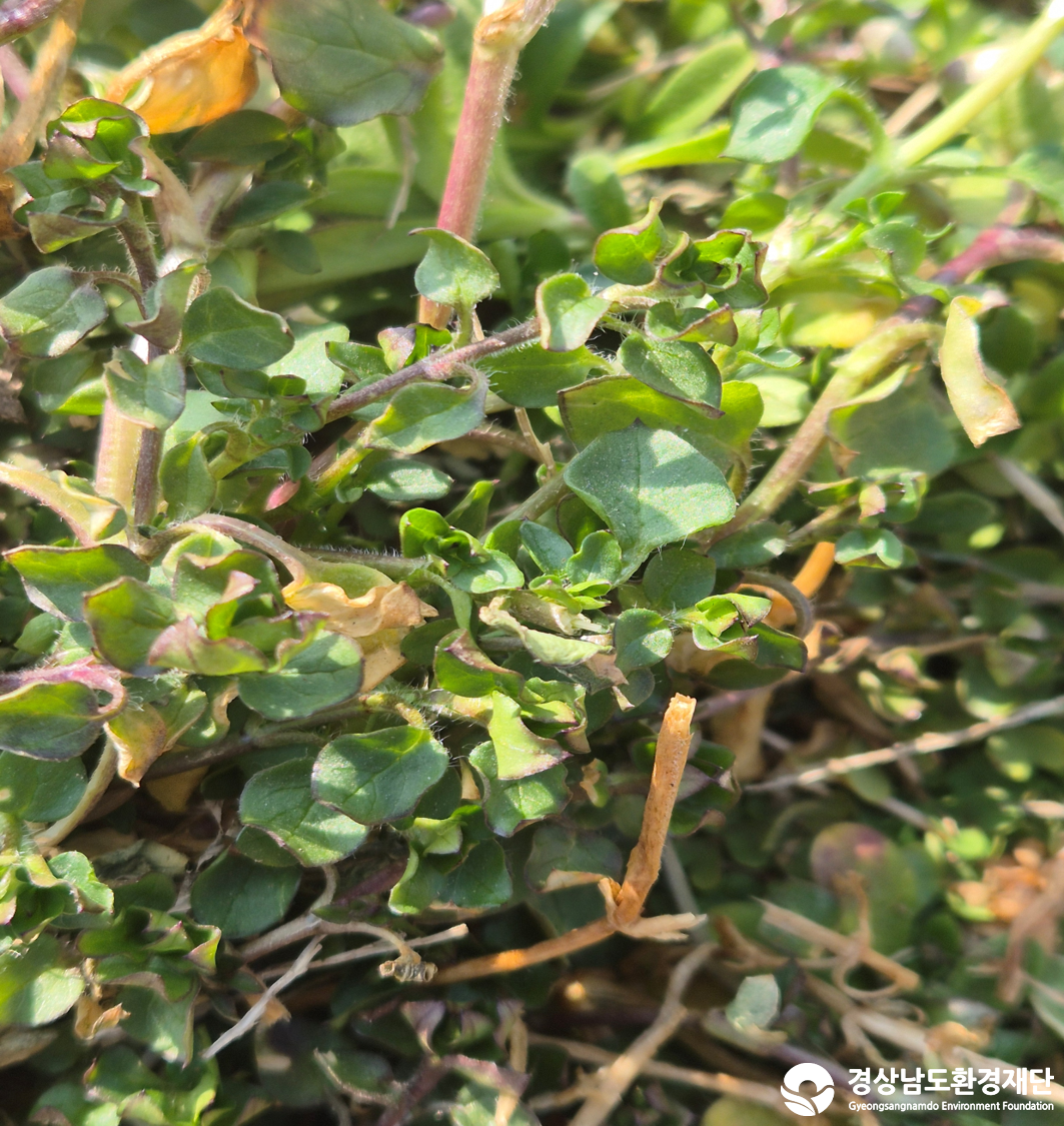 2026년 시민환경과학자 모니터링(2월) - 식생