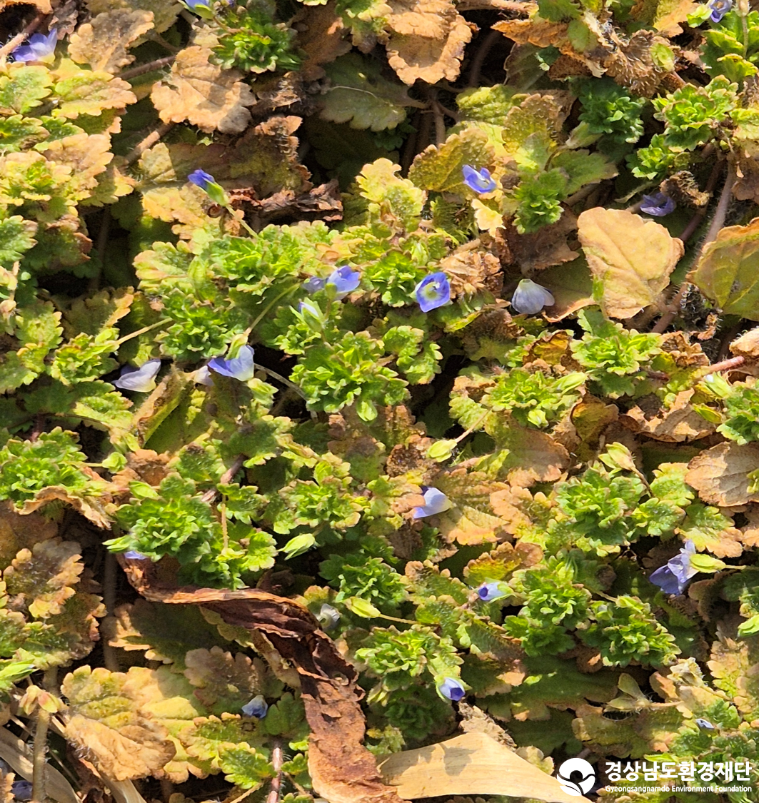 2026년 시민환경과학자 모니터링(2월) - 식생