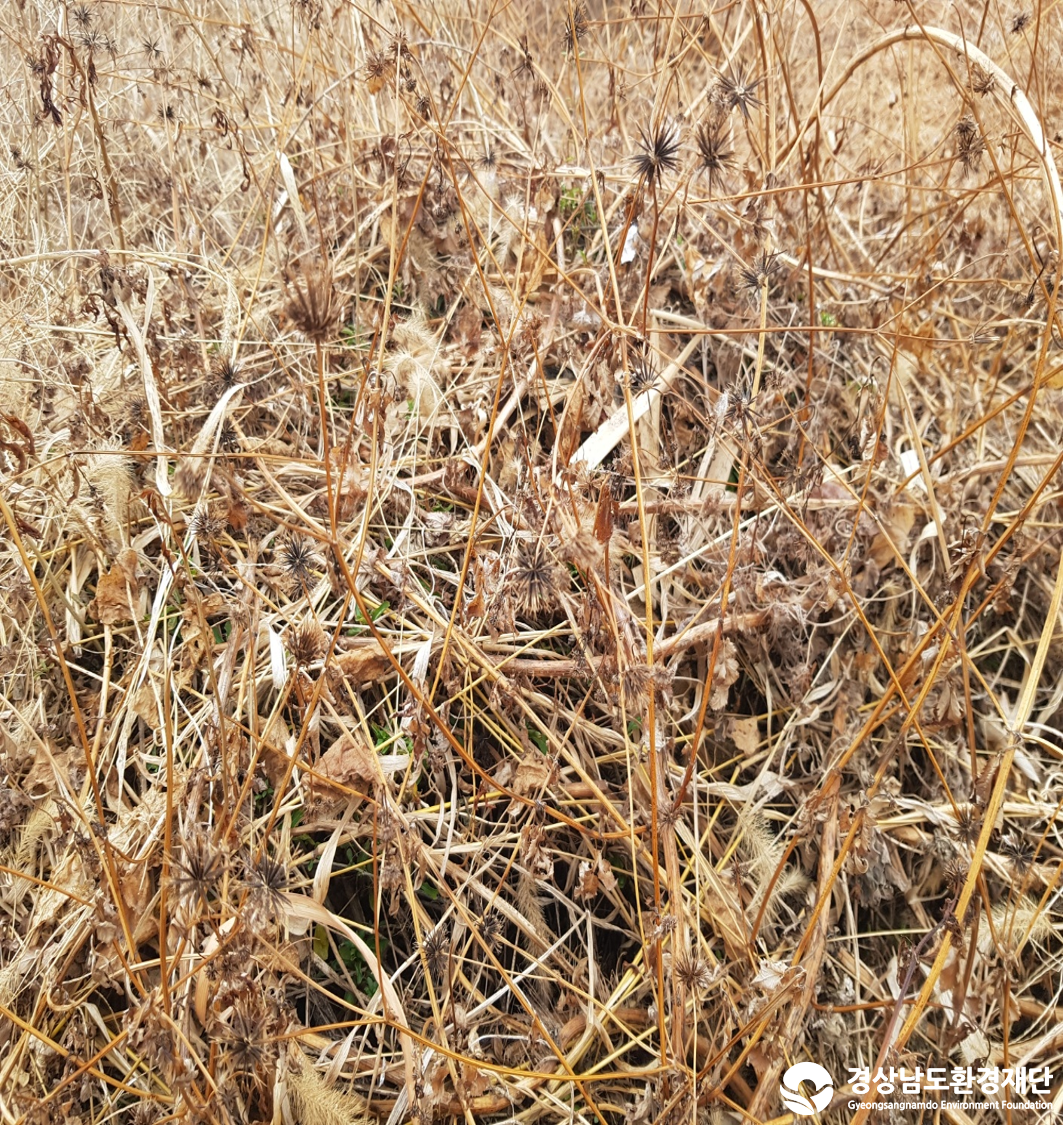 2026년 시민환경과학자 모니터링(2월) - 식생