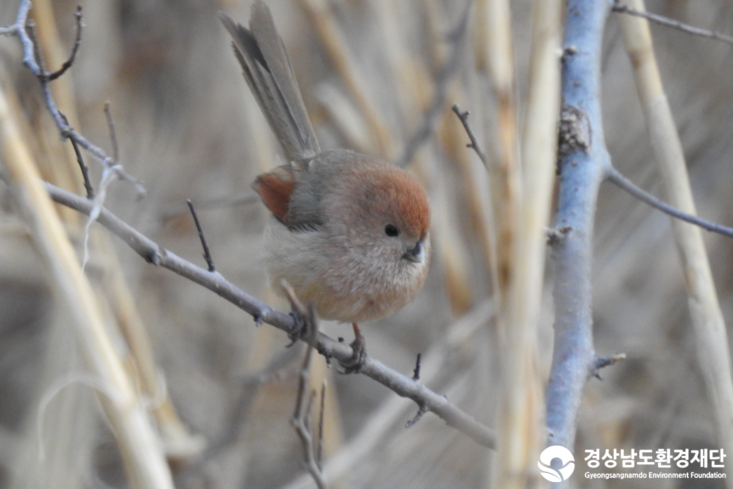 2026년 시민환경과학자 모니터링(2월) - 조류