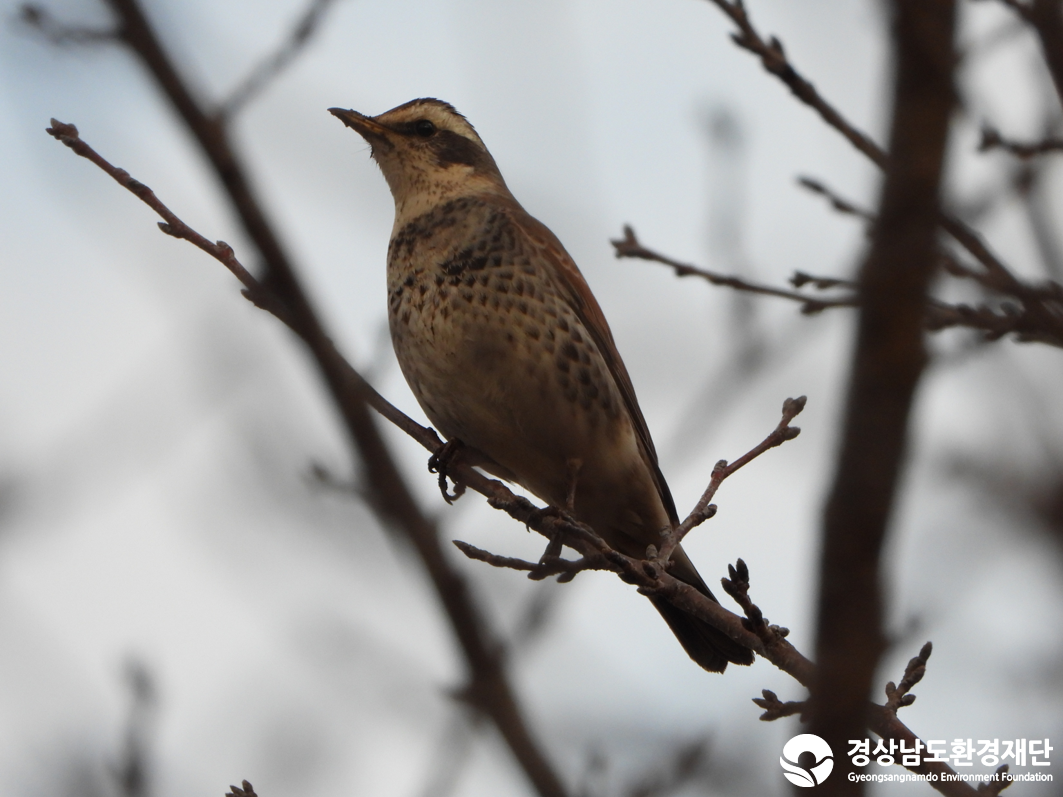 2026년 시민환경과학자 모니터링(2월) - 조류