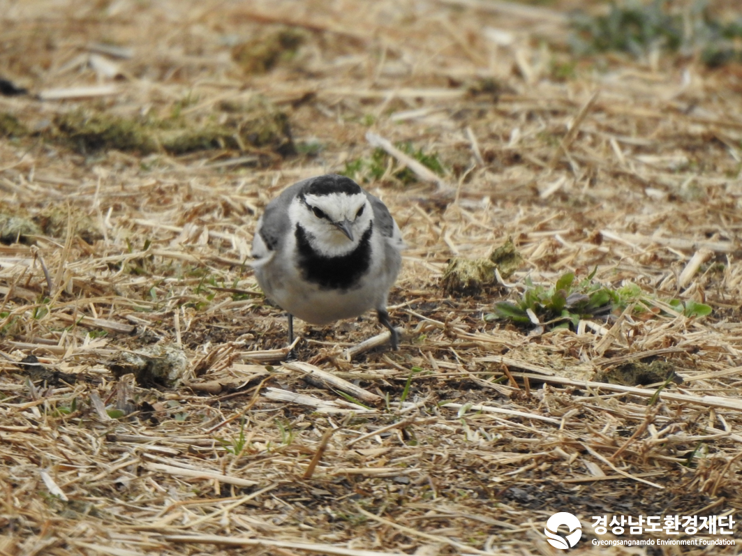 2026년 시민환경과학자 모니터링(2월) - 조류