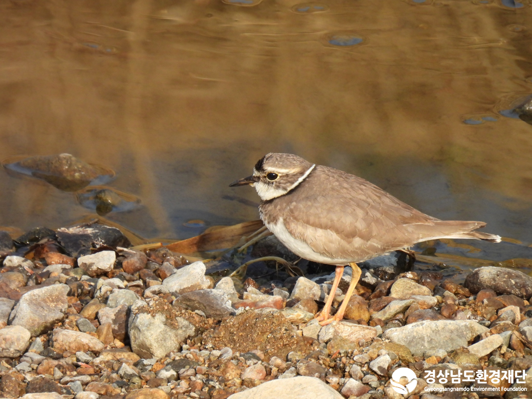 2026년 시민환경과학자 모니터링(2월) - 조류