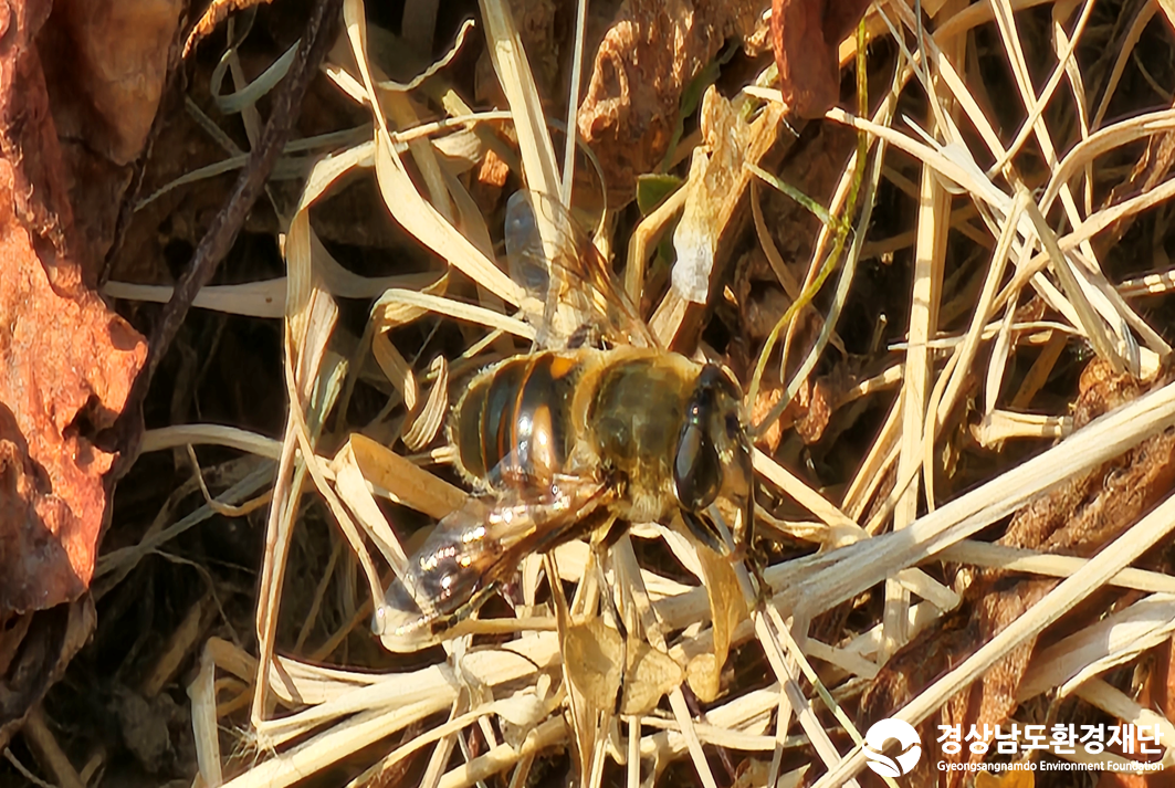 2026년 시민환경과학자 모니터링(2월) - 육상곤충