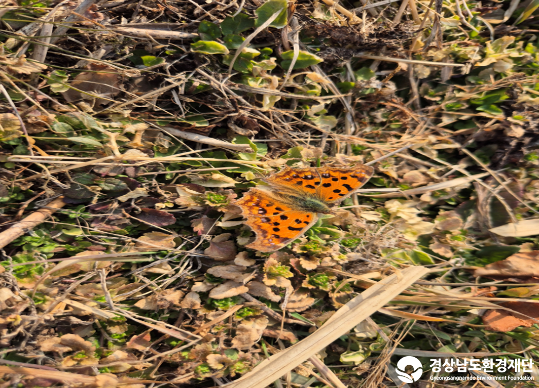2026년 시민환경과학자 모니터링(2월) - 육상곤충