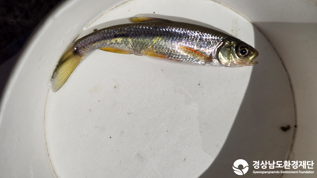 2026년 시민환경과학자 모니터링(2월) - 어류