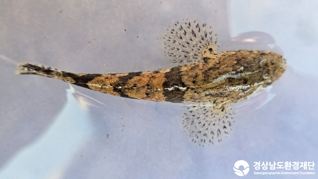 2026년 시민환경과학자 모니터링(2월) - 어류