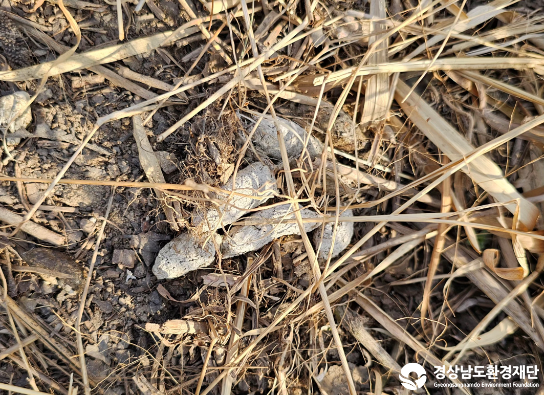 2026년 시민환경과학자 모니터링(2월) - 포유류