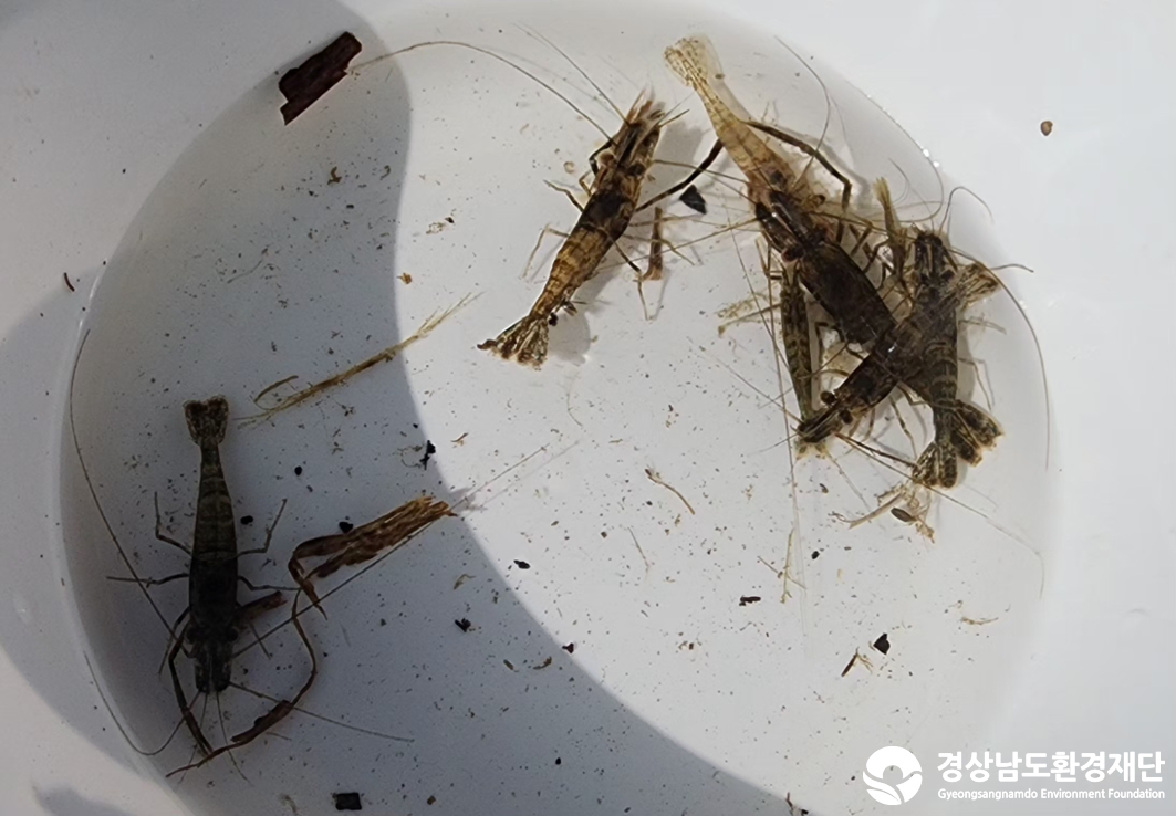 2026년 시민환경과학자 모니터링(2월) - 저서성대형무척추동물(수서곤충