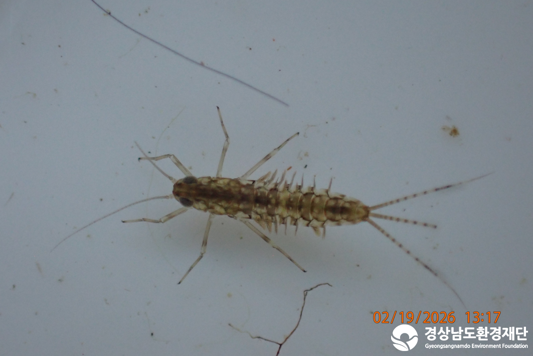2026년 시민환경과학자 모니터링(2월) - 저서성대형무척추동물(수서곤충