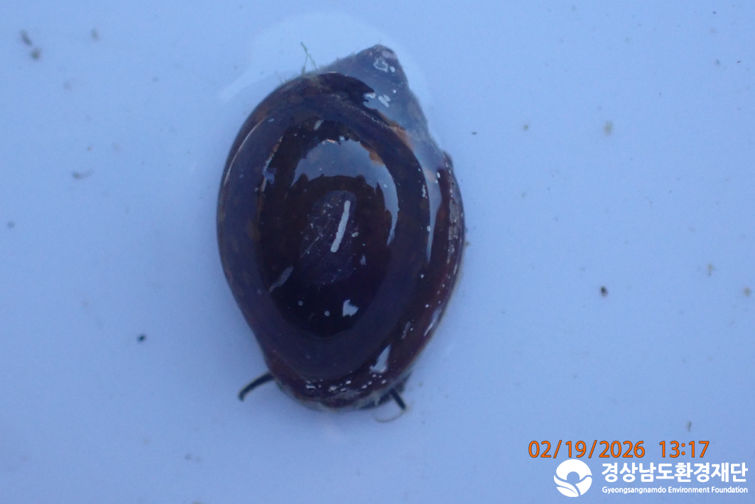 2026년 시민환경과학자 모니터링(2월) - 저서성대형무척추동물(수서곤충