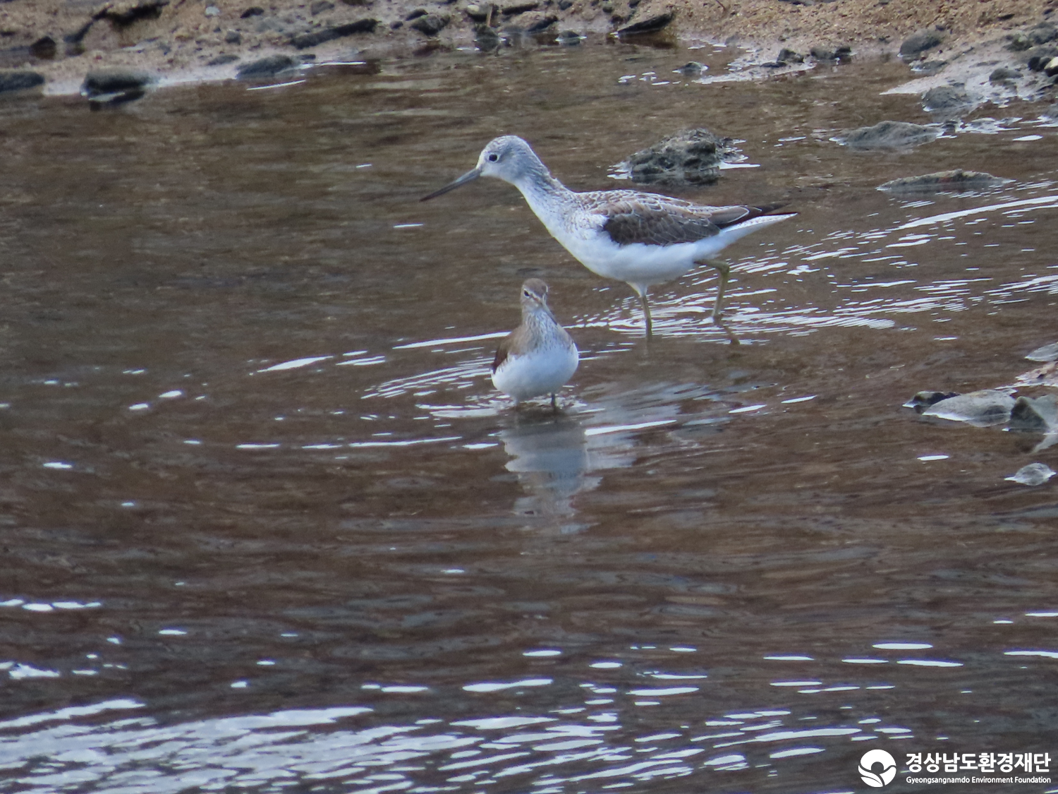 [봉암갯벌] 습지 생태계 변화 조사-2026. 3.
