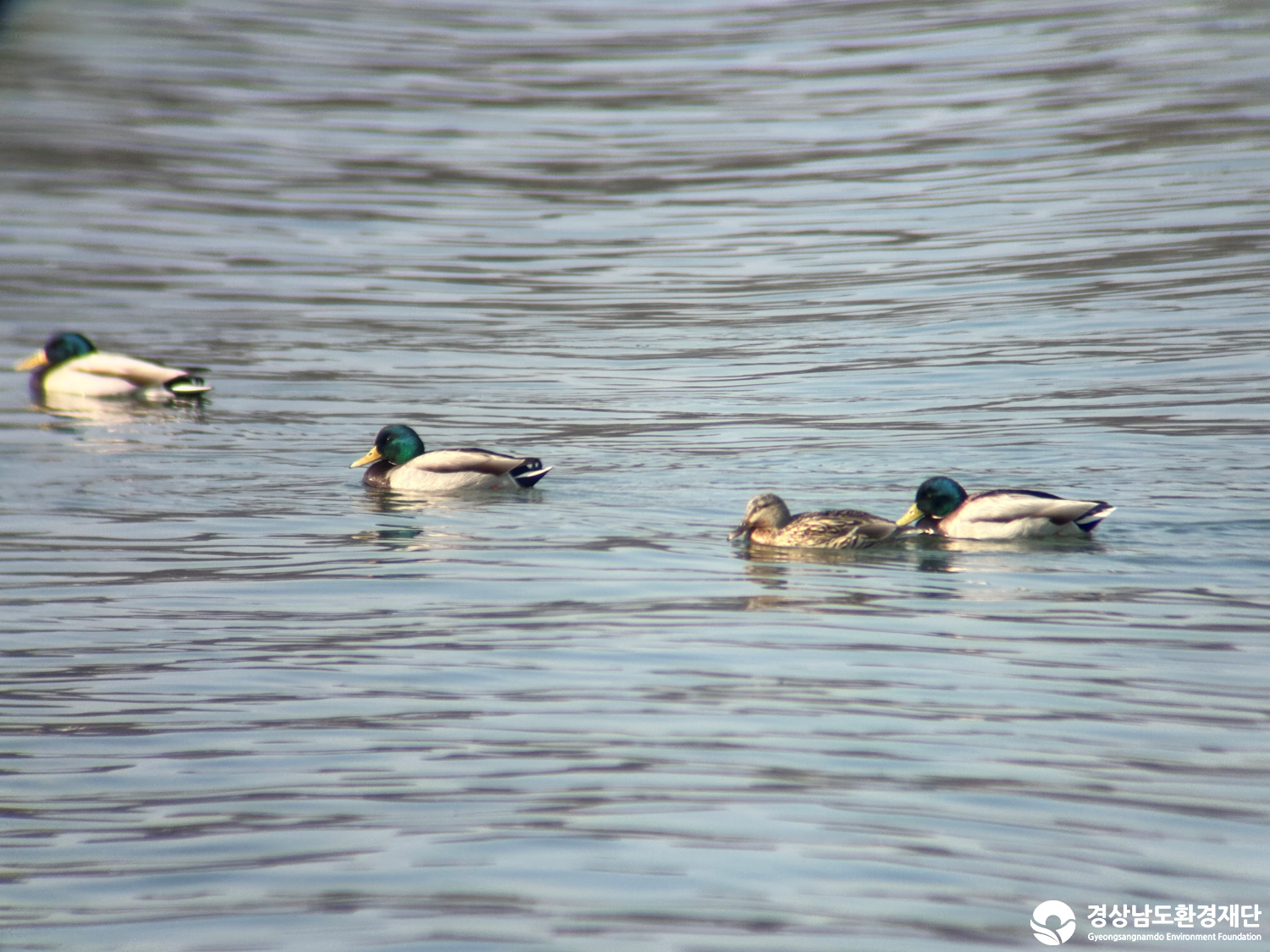 [진동만/창포만] 습지 생태계 변화 조사-2026. 3.
