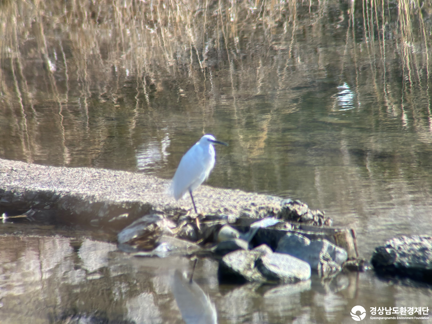 [진동만/창포만] 습지 생태계 변화 조사-2026. 3.
