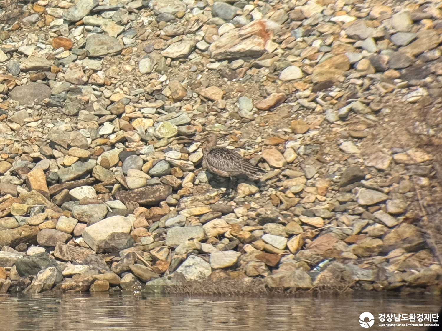 [진동만/창포만] 습지 생태계 변화 조사-2026. 3.