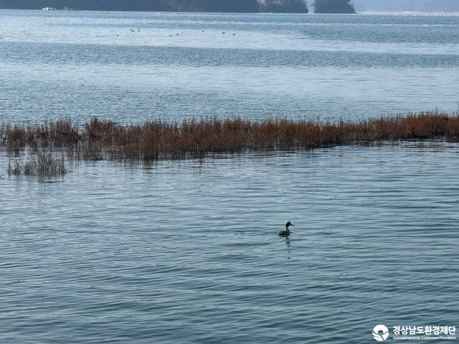 [진동만/창포만] 습지 생태계 변화 조사-2026. 3.
