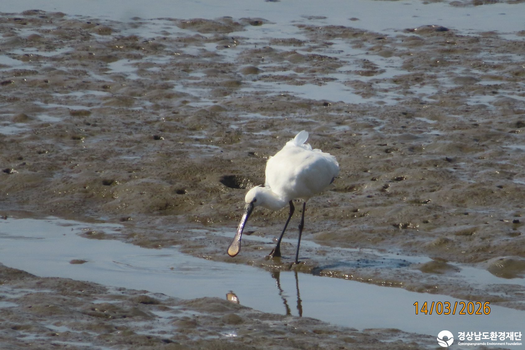 [섬진강하구] 습지 생태계 변화 조사-2026. 3.