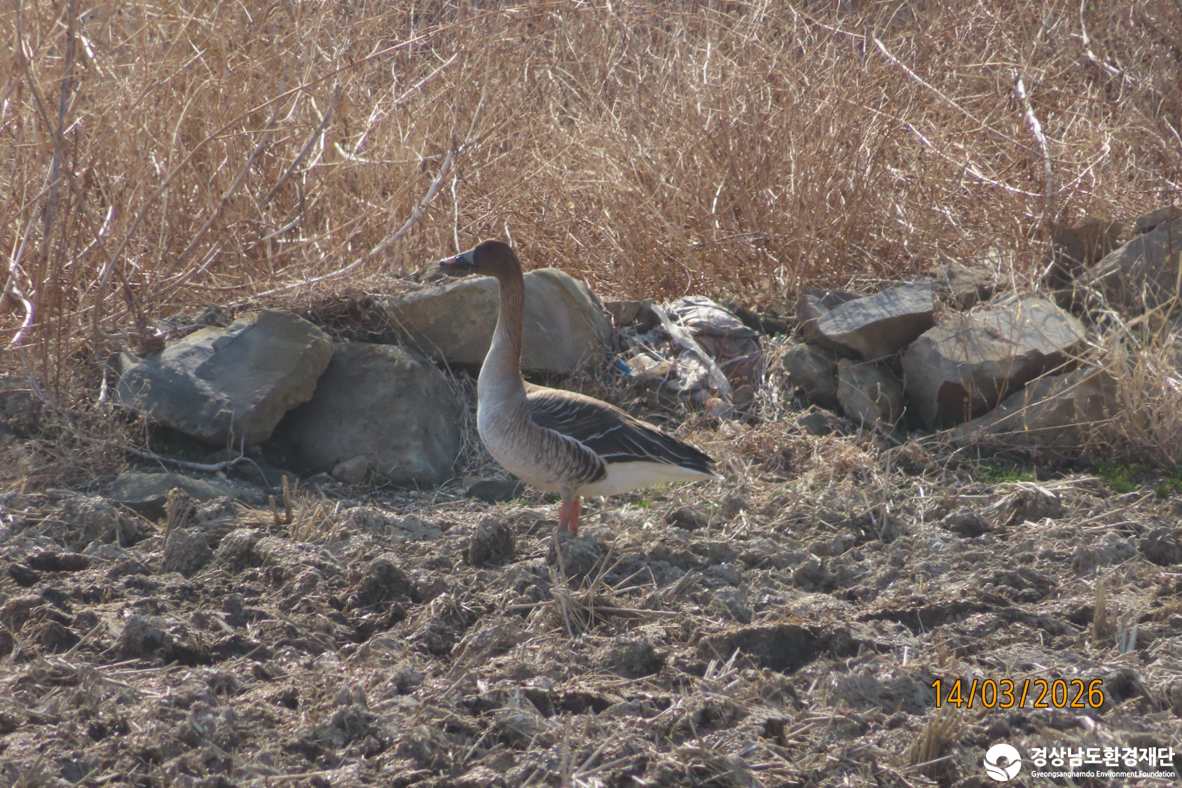 [섬진강하구] 습지 생태계 변화 조사-2026. 3.