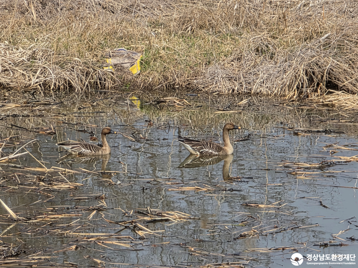 [악양습지/질날늪/평기늪] 습지 생태계 변화 조사-2026. 3.