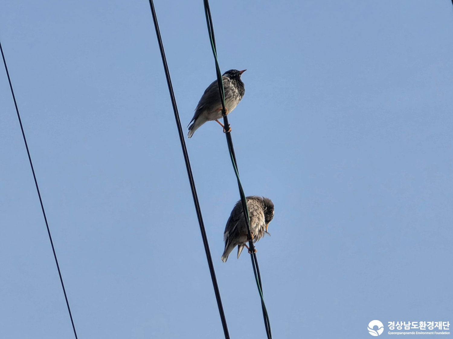 [악양습지/질날늪/평기늪] 습지 생태계 변화 조사-2026. 3.