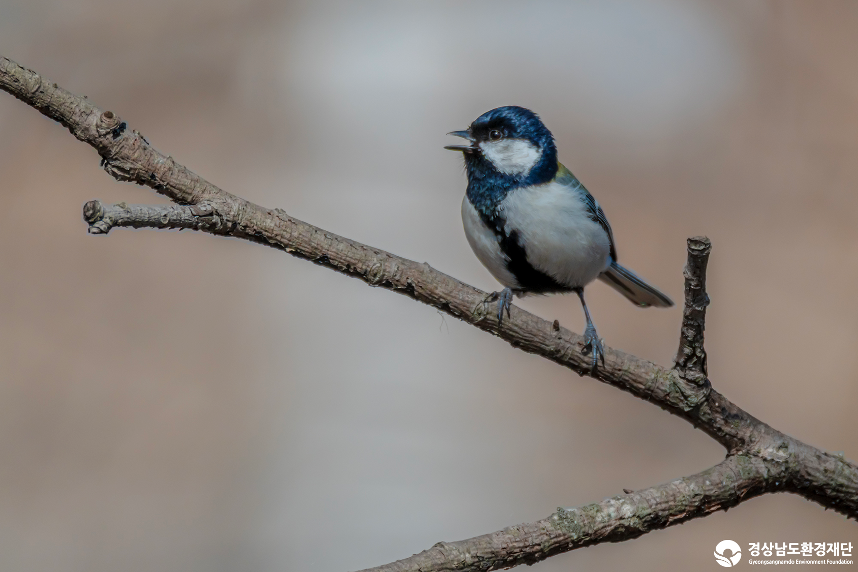 [정양늪] 습지 생태계 변화 조사-2026. 3.