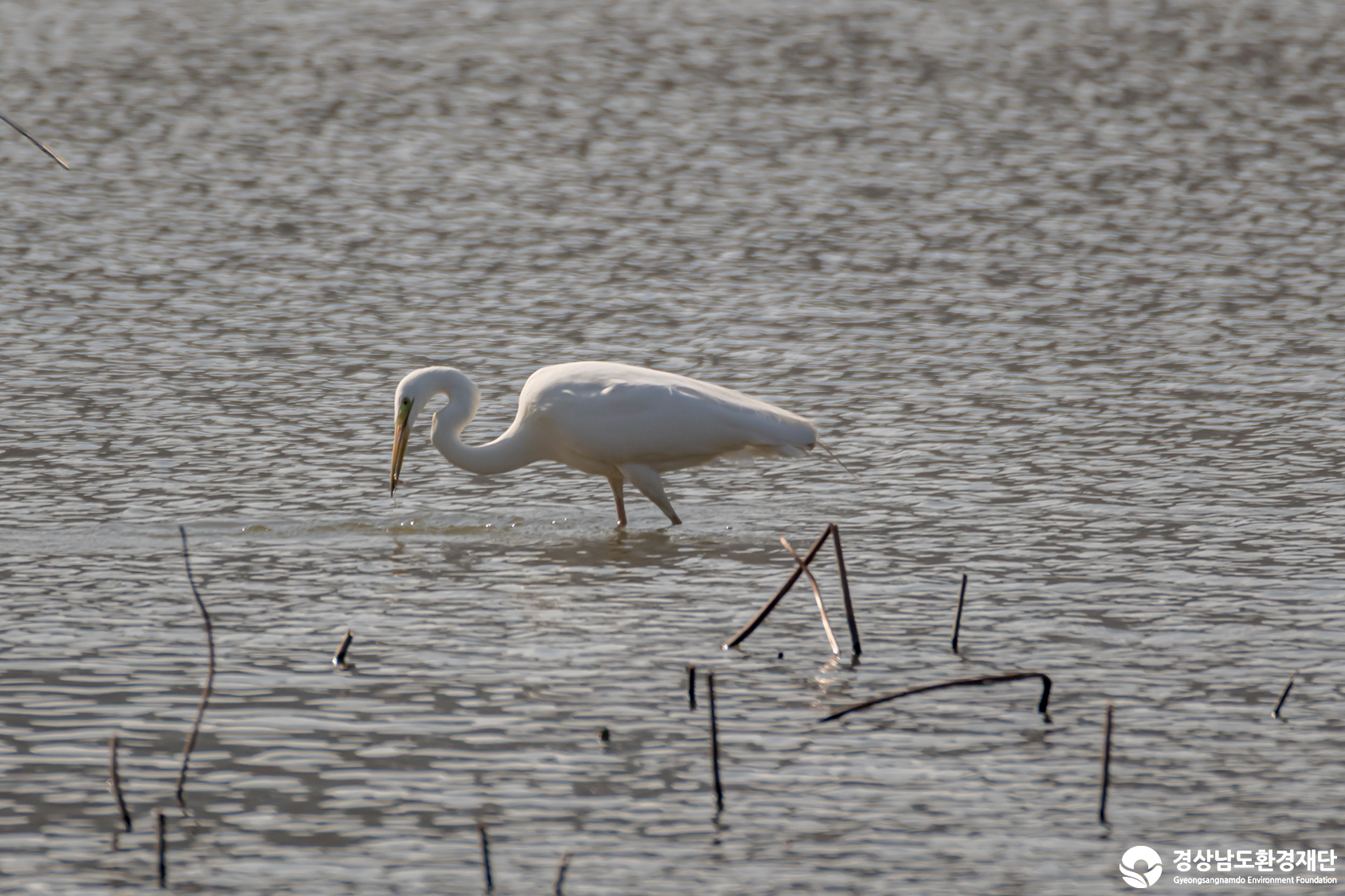 [정양늪] 습지 생태계 변화 조사-2026. 3.
