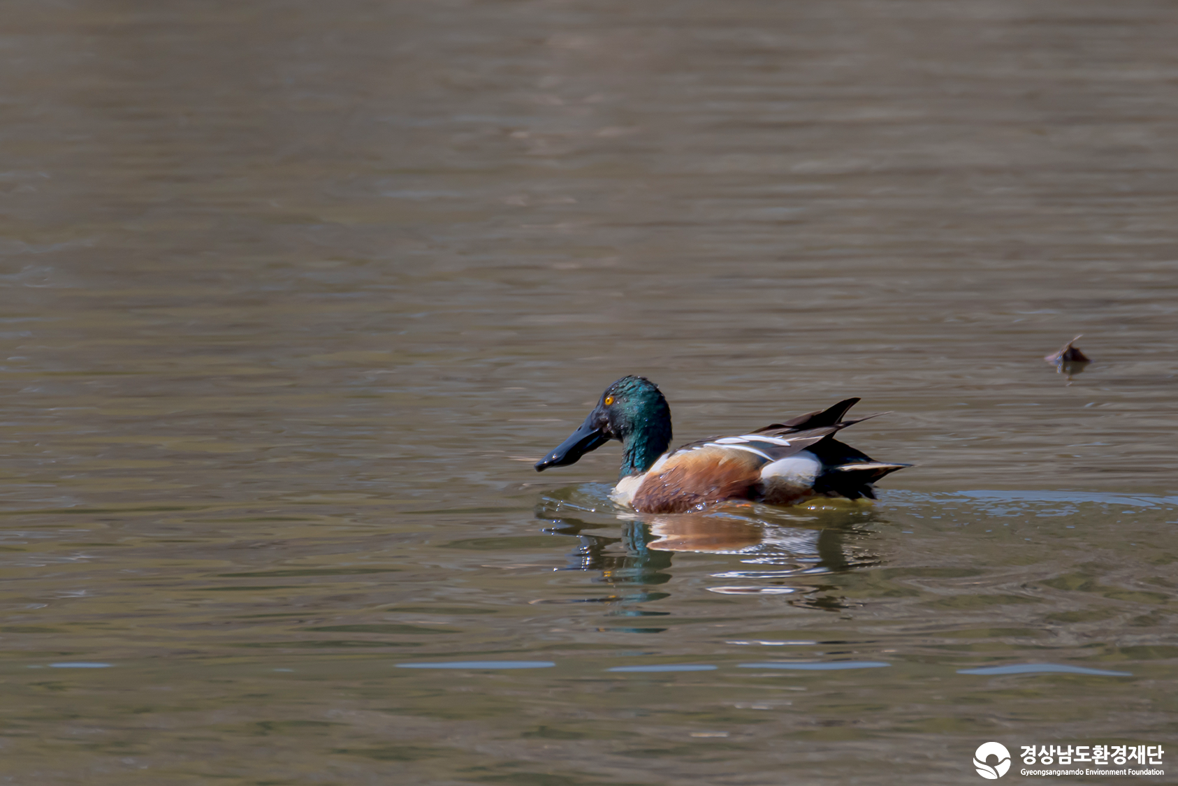 [정양늪] 습지 생태계 변화 조사-2026. 3.