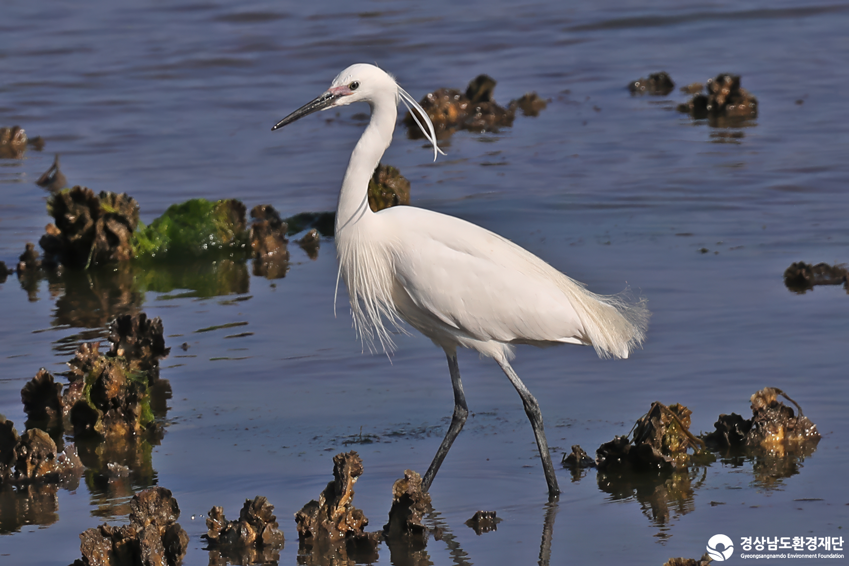 [남해강진만] 습지 생태계 변화 조사-2026. 3.