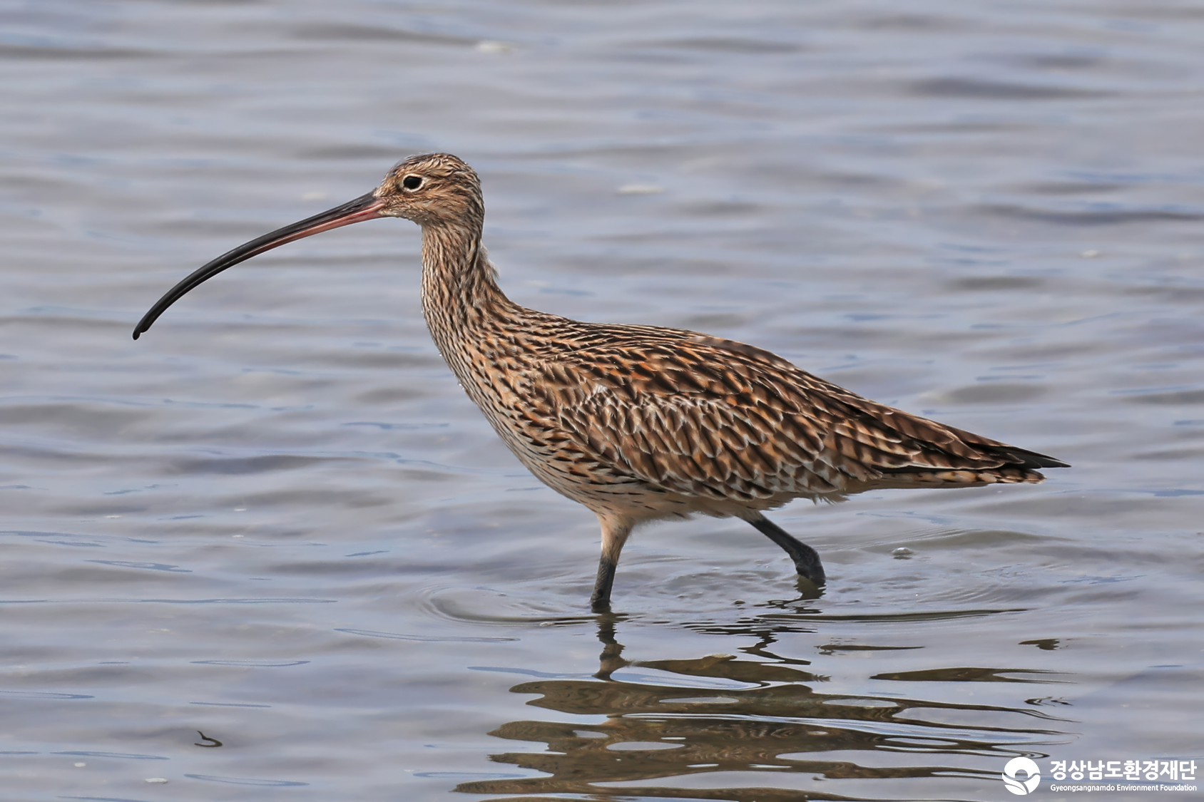 [남해강진만] 습지 생태계 변화 조사-2026. 3.