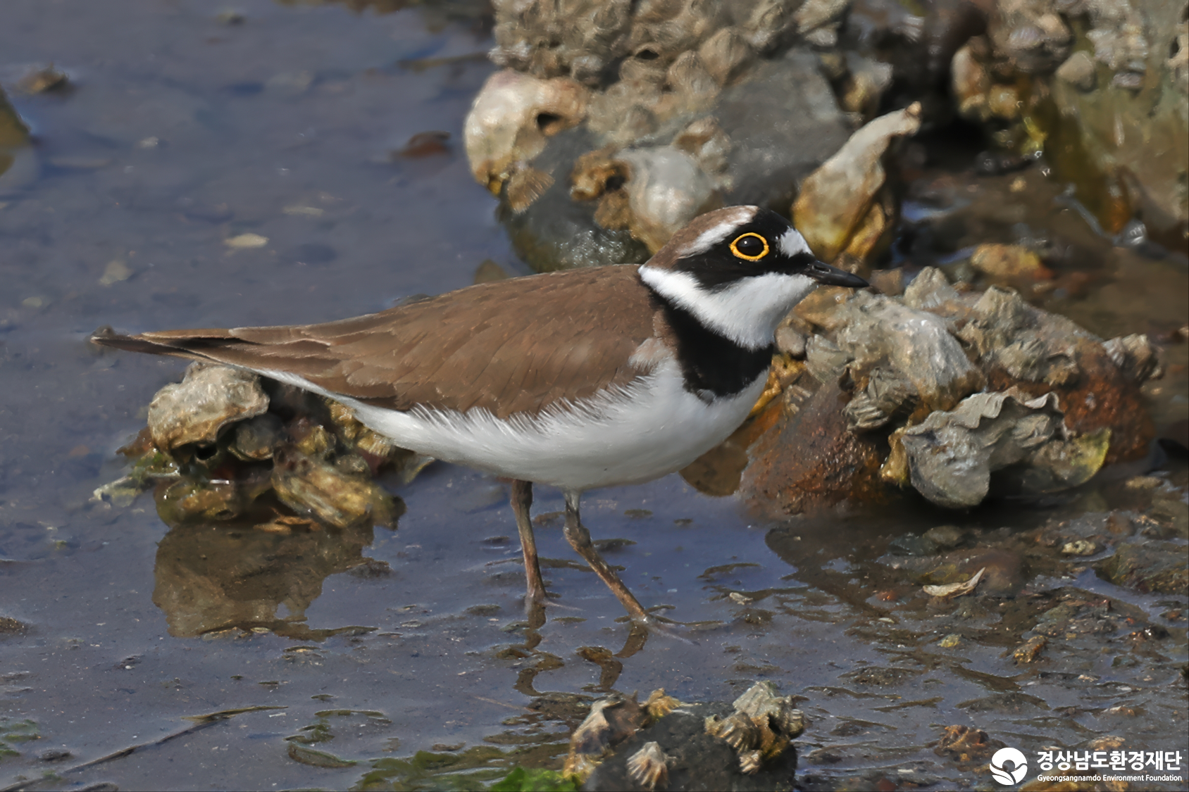 [남해강진만] 습지 생태계 변화 조사-2026. 3.